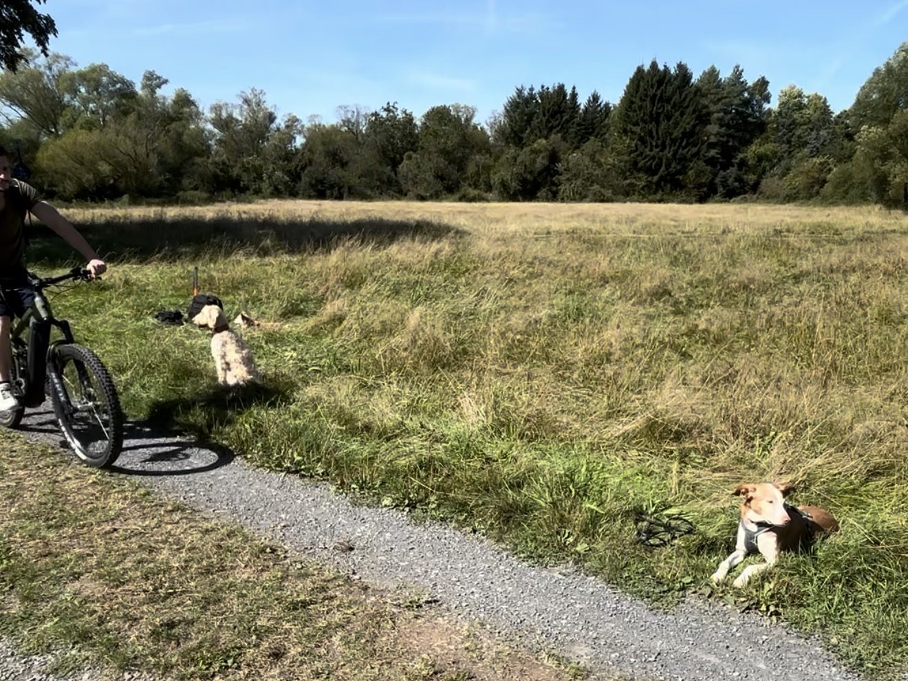 Ein Velofahrer fährt auf einem Feldweg vorbei, zwei Hunde liegen ruhig im Gras daneben